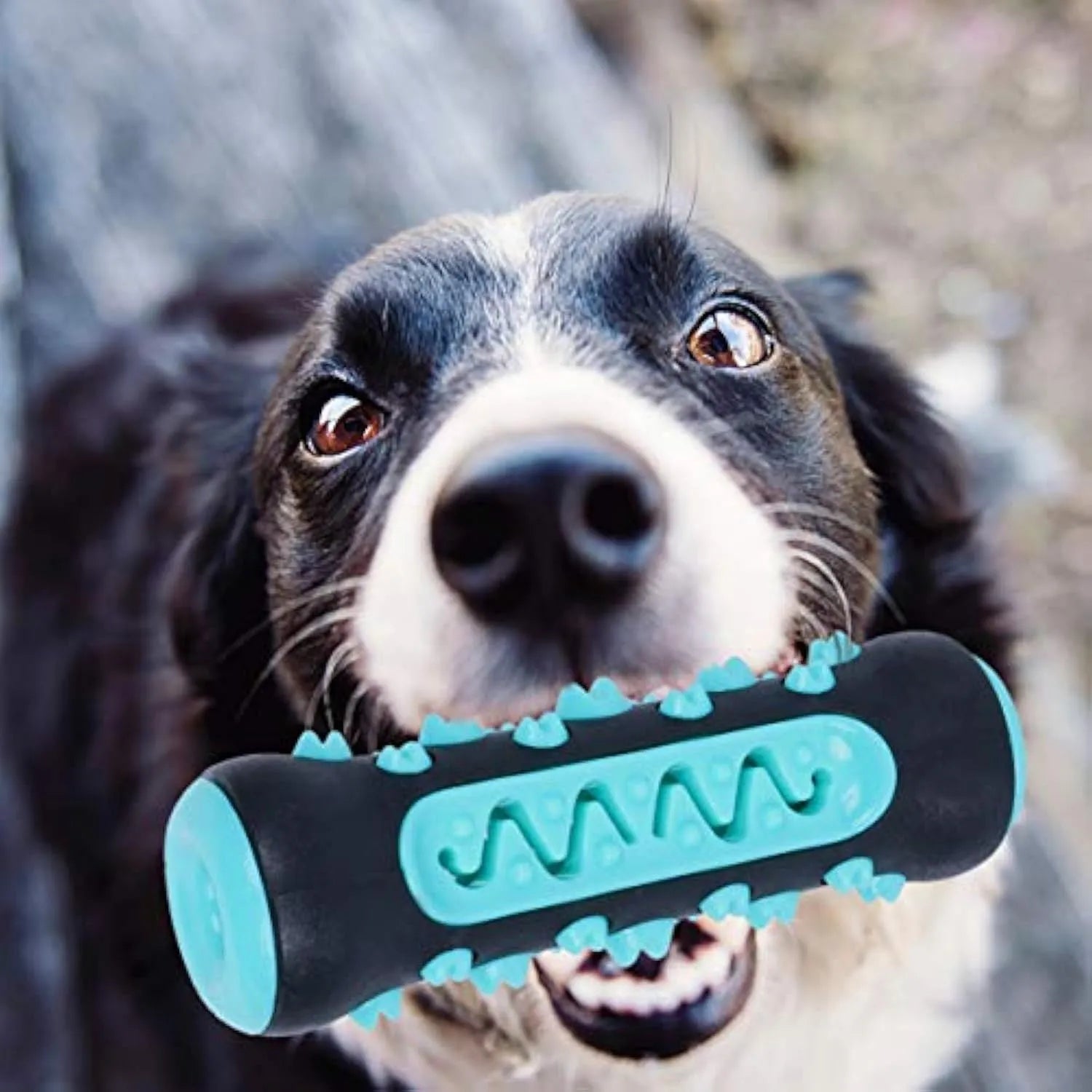 Natural rubber dog toothbrush chew toy with textured bristle surface in blue colour
