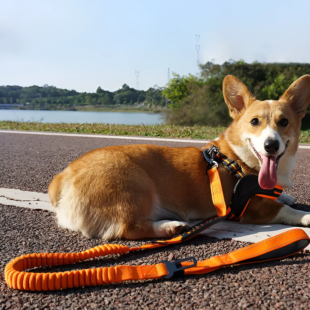 Large retractable dog leash with reflective elements in black, orange, and khaki colour options