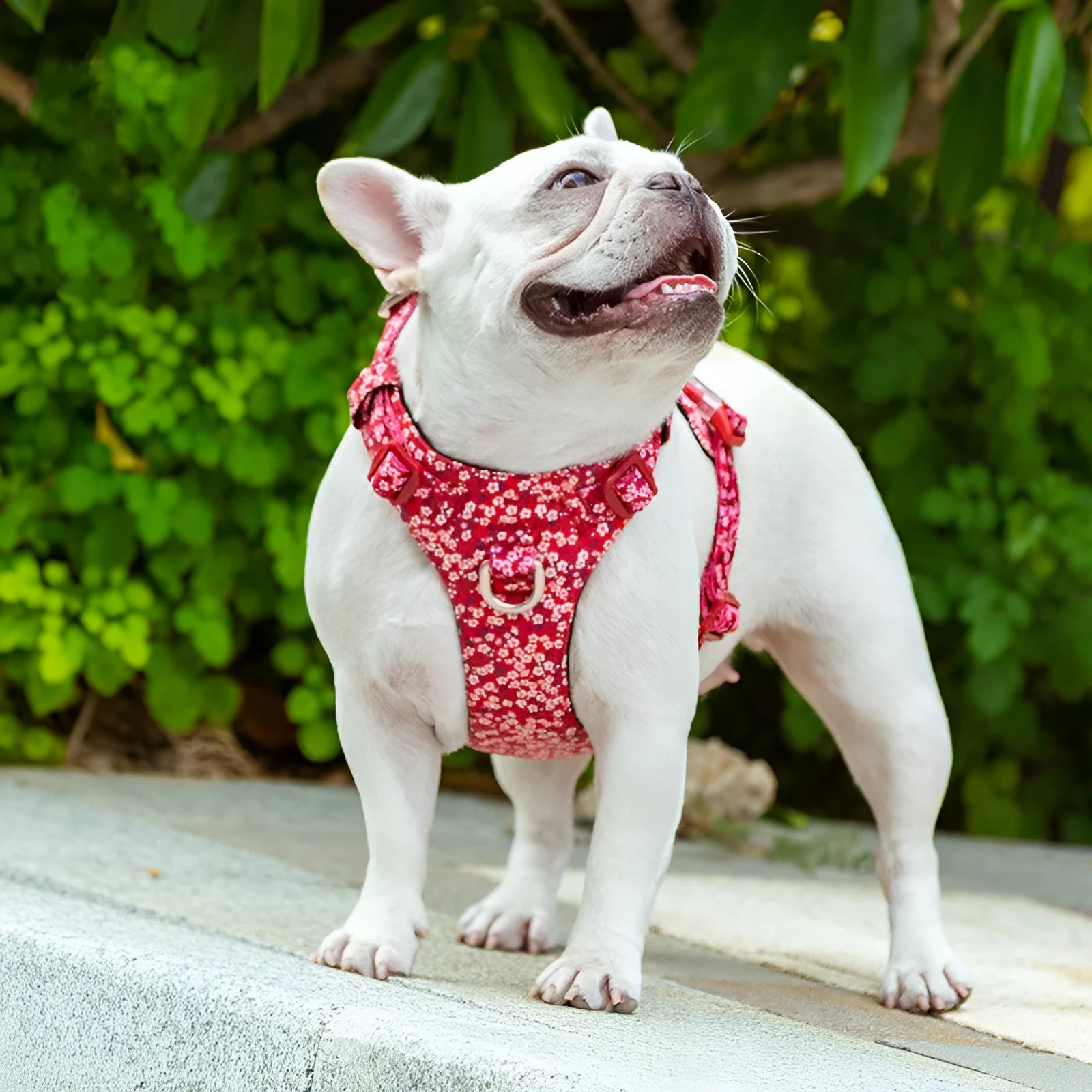 Floral pattern cotton pet harness with chest strap shown in blue, green and red colour options