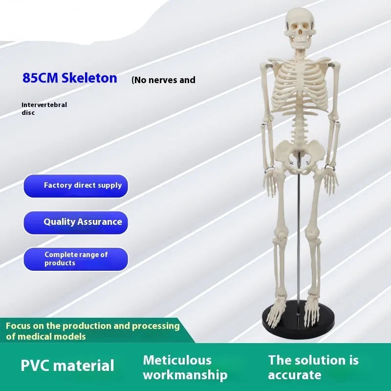 Plastic human skeleton biology teaching model 85cm PVC with muscle markings and intervertebral discs for medical lab use