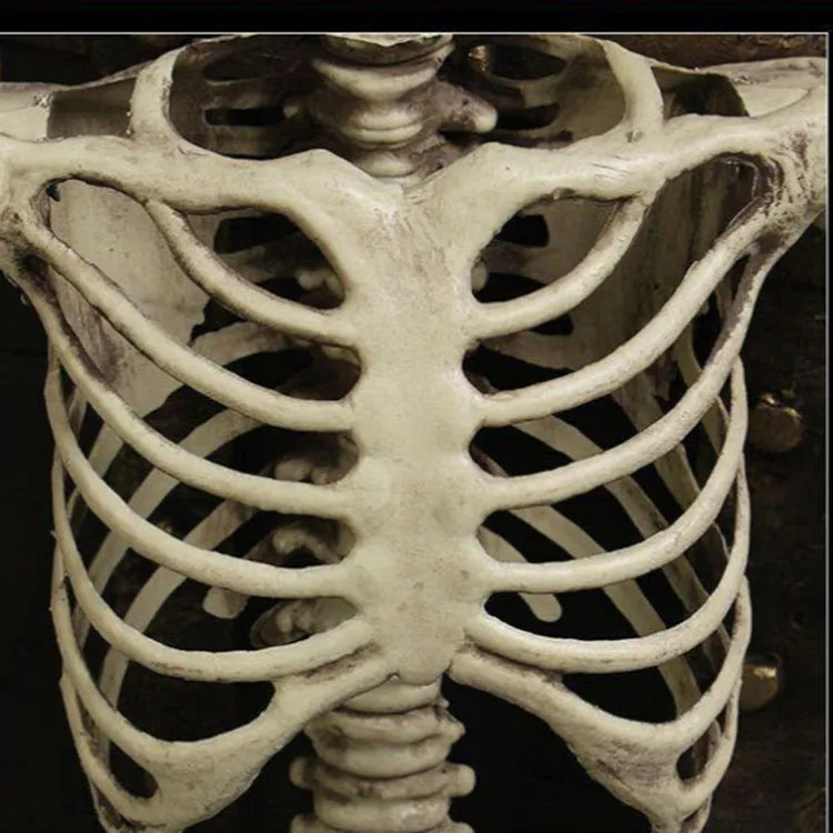 Full-size 170 cm plastic skeleton prop with realistic anatomical bone structure details
