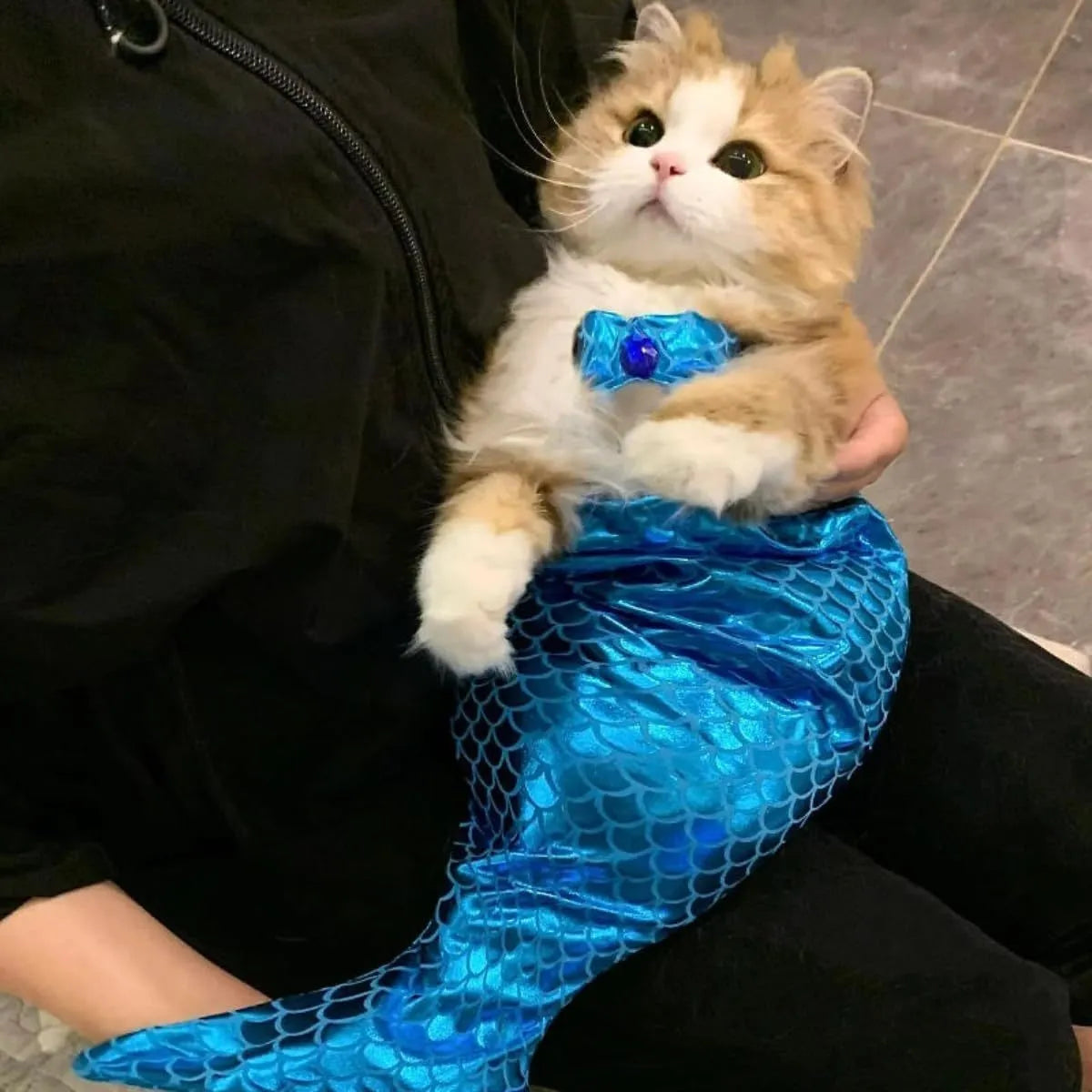 Blue pet mermaid costume with scale pattern and fish tail on a small cat.