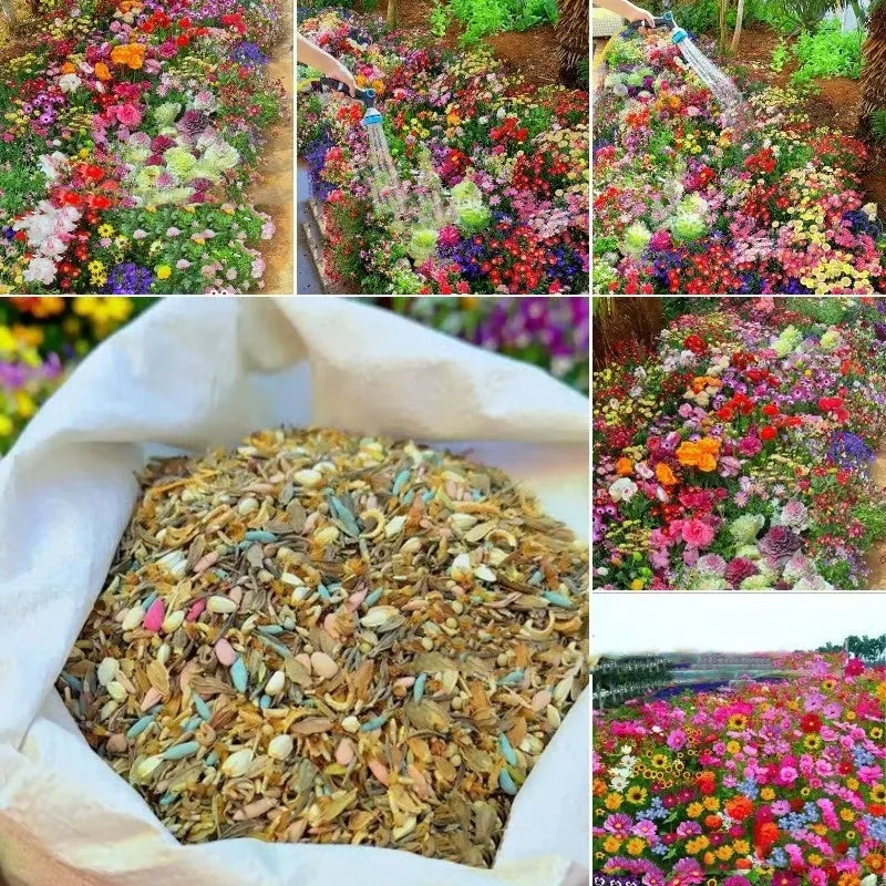 Packet of Purpleflower Holly Leaf mixed wildflower seeds with drought and cold resistance
