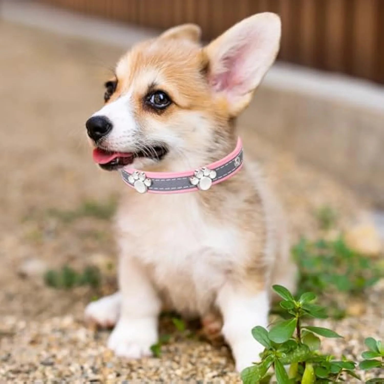Reflective leather dog collar with paw-shaped rivets and adjustable metal buckle