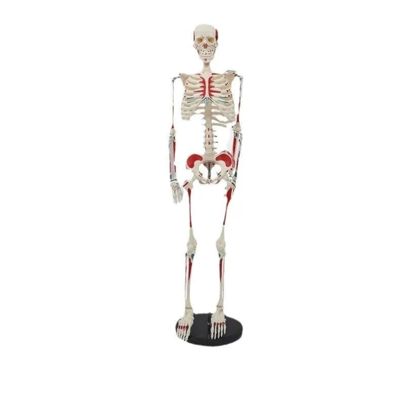 Plastic human skeleton biology teaching model 85cm PVC with muscle markings and intervertebral discs for medical lab use