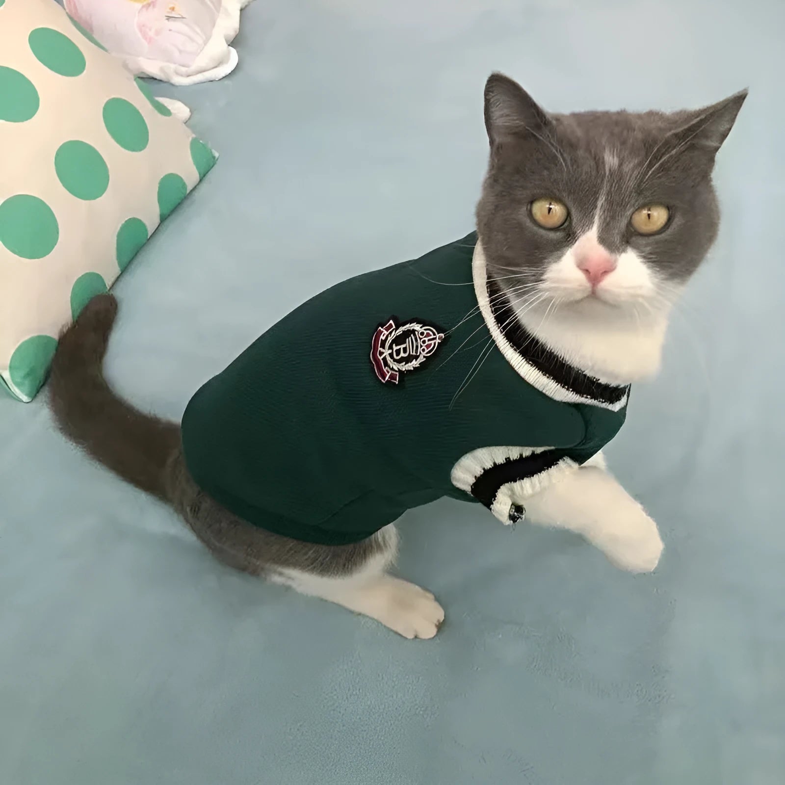 Winter cat clothing in blue duck colour on British Shorthair cat showing size range XS to 2XL
