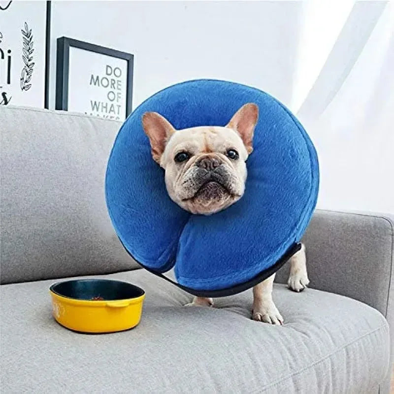 Blue inflatable protective recovery collar for a dog, showing soft padded ring and adjustable buckle strap.