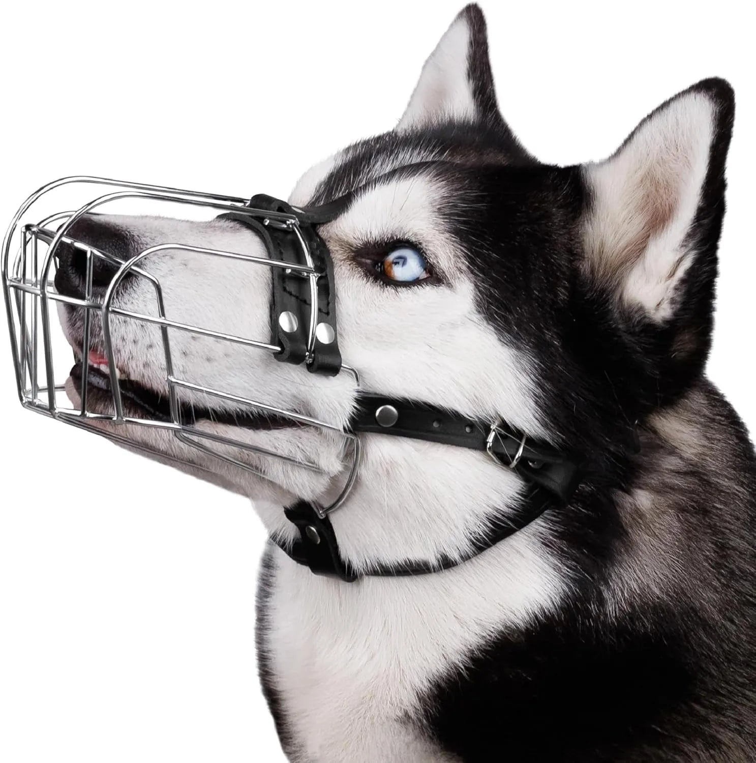 Black metal bar dog muzzle for a golden retriever or German shepherd