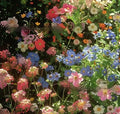Packet of Purpleflower Holly Leaf mixed wildflower seeds with drought and cold resistance
