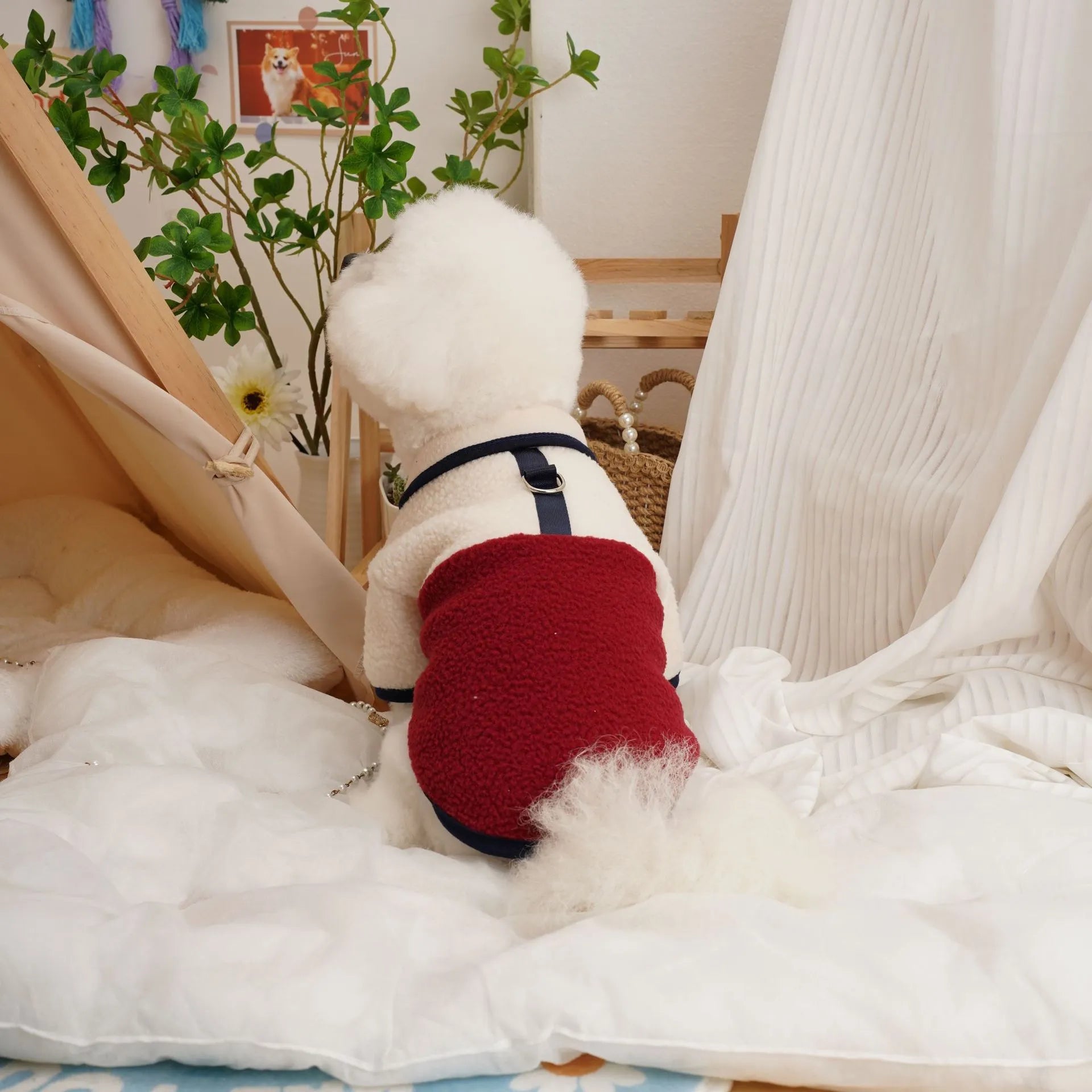 Lambswool pet sweatshirt in caramel colour on a dog, showing casual autumn winter clothing