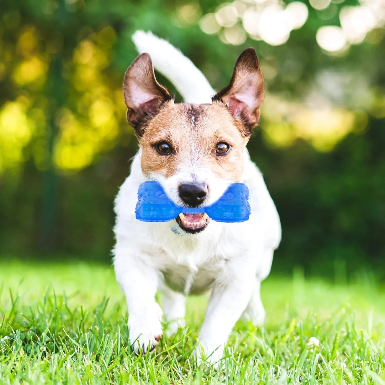 Freezable dog chew toy in bone and circle shapes, non-toxic with cooling water core