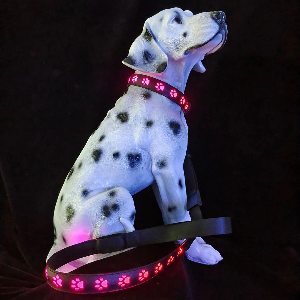 A dog wearing a black polyester collar with multicoloured LED lights illuminated around its neck.