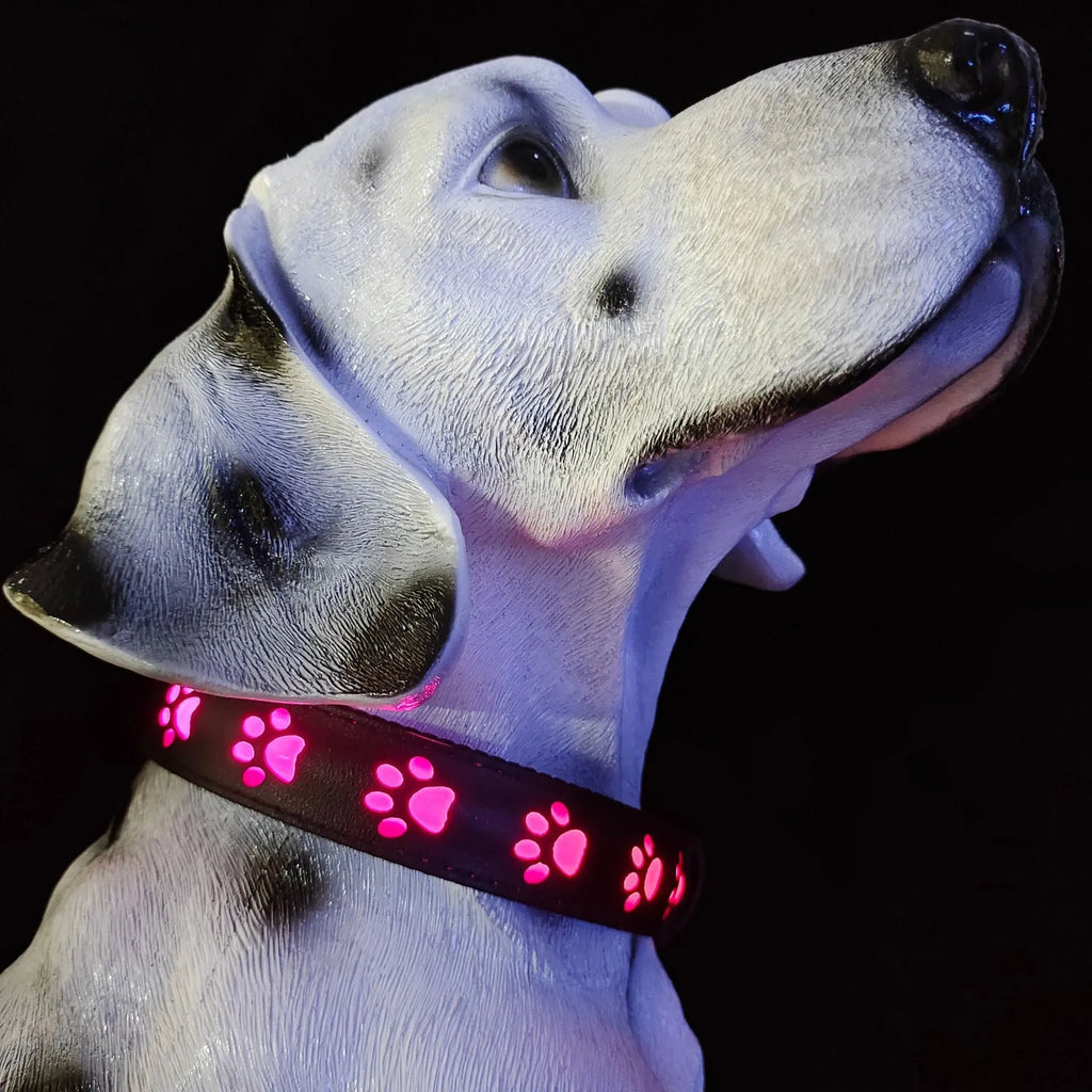 A dog wearing a black polyester collar with multicoloured LED lights illuminated around its neck.
