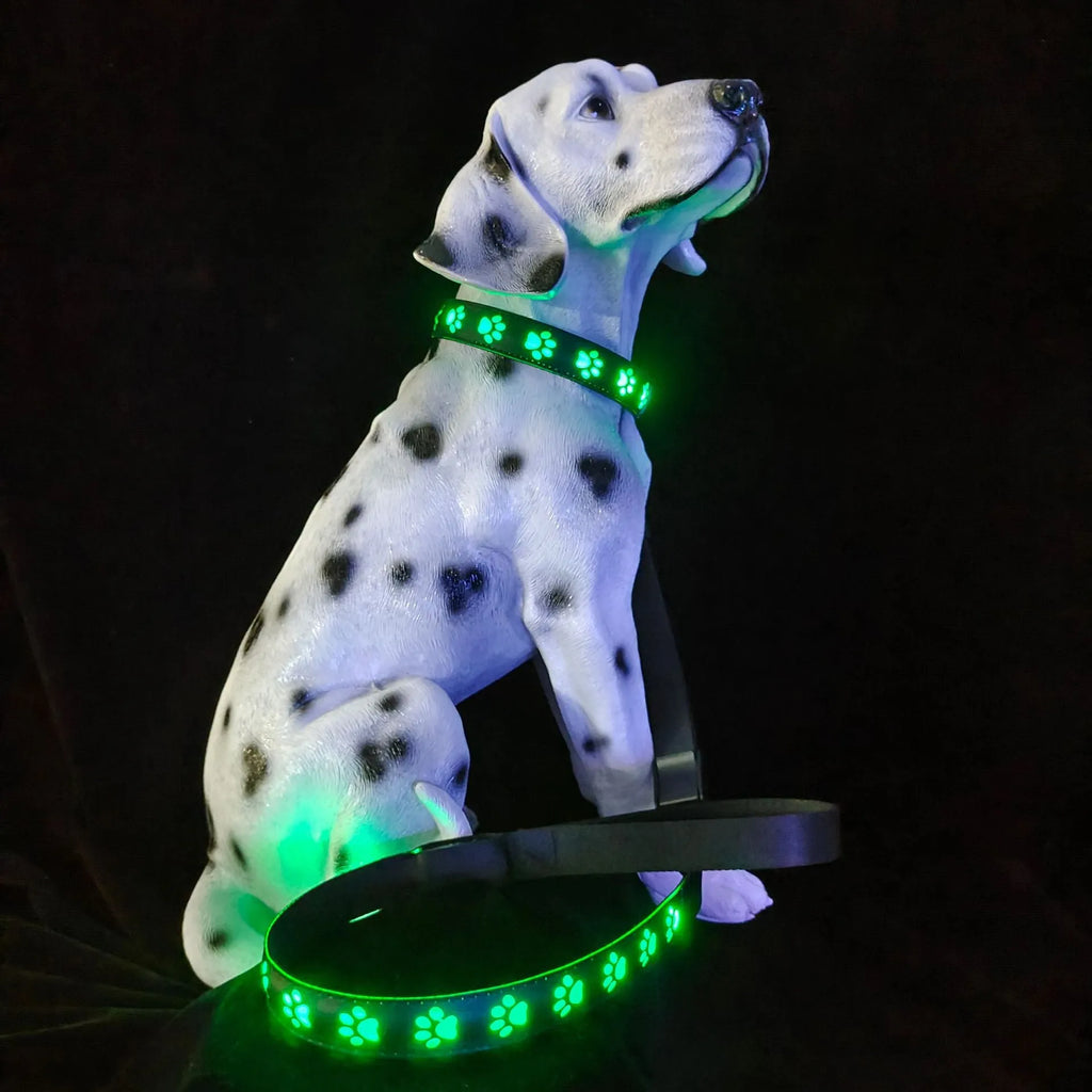 A dog wearing a black polyester collar with multicoloured LED lights illuminated around its neck.