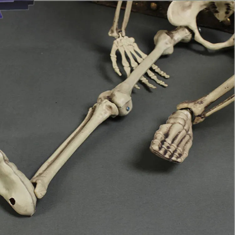 Full-size 170 cm plastic skeleton prop with realistic anatomical bone structure details