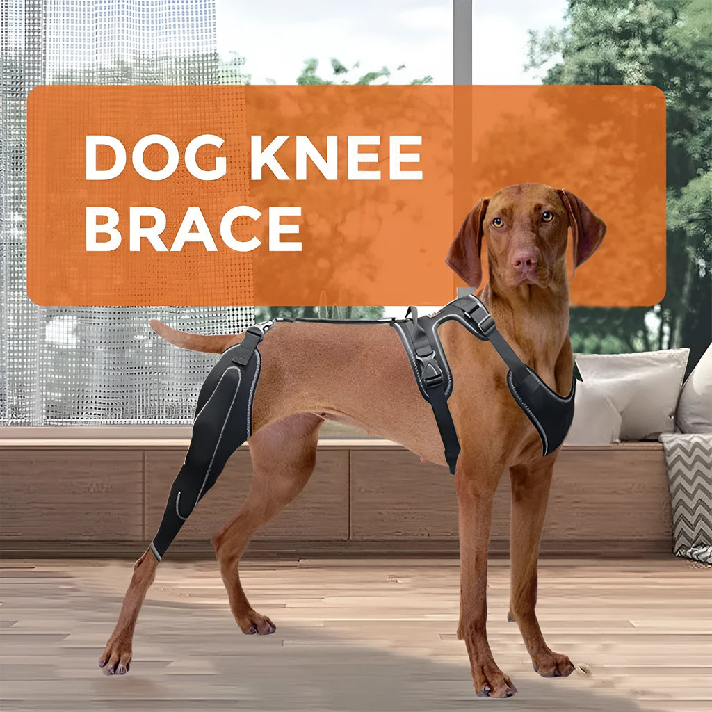 Black polyester dog thigh protective sleeve with adjustable metal support on canine leg