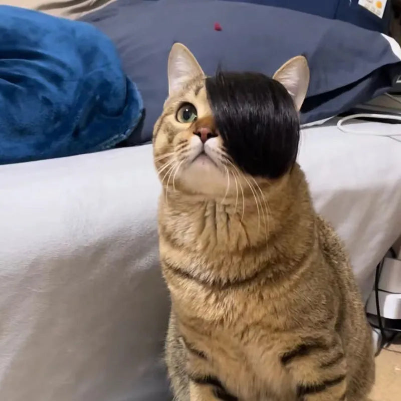 Black imitation braid cat wig made from polyester for pet dress up