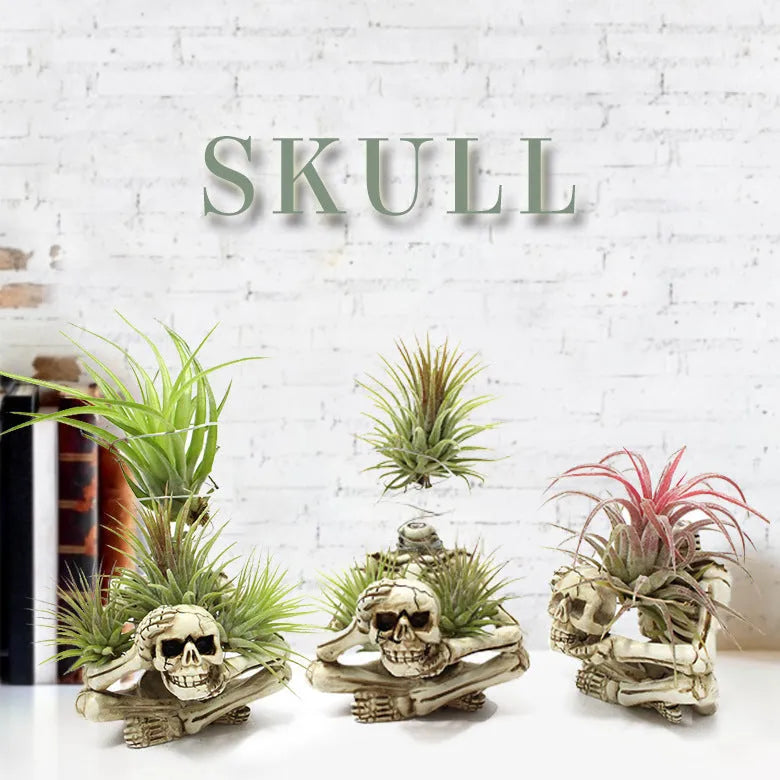 Gothic resin air plant bracket with skull ornament on iron base.