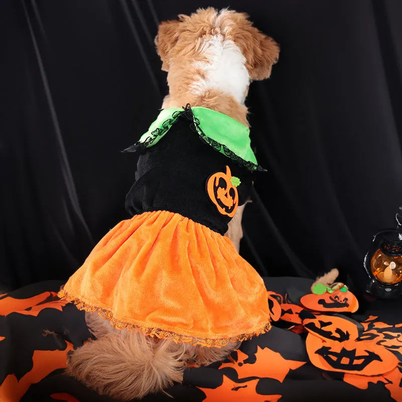 Halloween pet costume: orange pumpkin skirt and sweater for dog or cat made from crystal velvet fabric