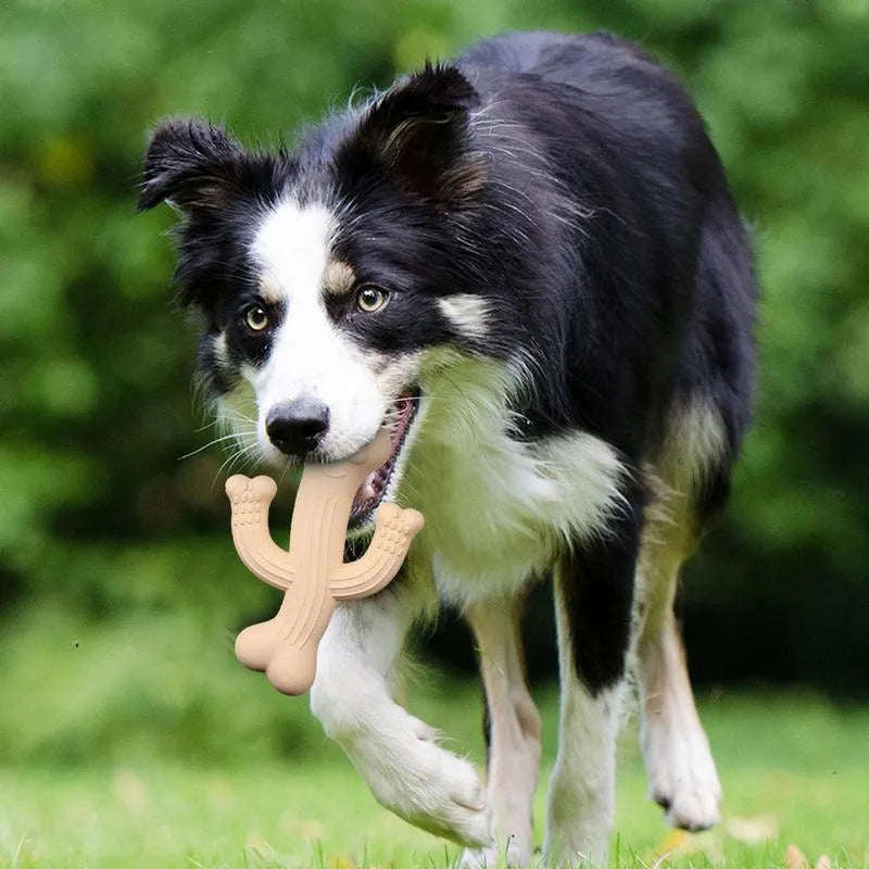 Cactus-shaped dog chew toy in bamboo fibre and rubber showing textured surface and cactus silhouette