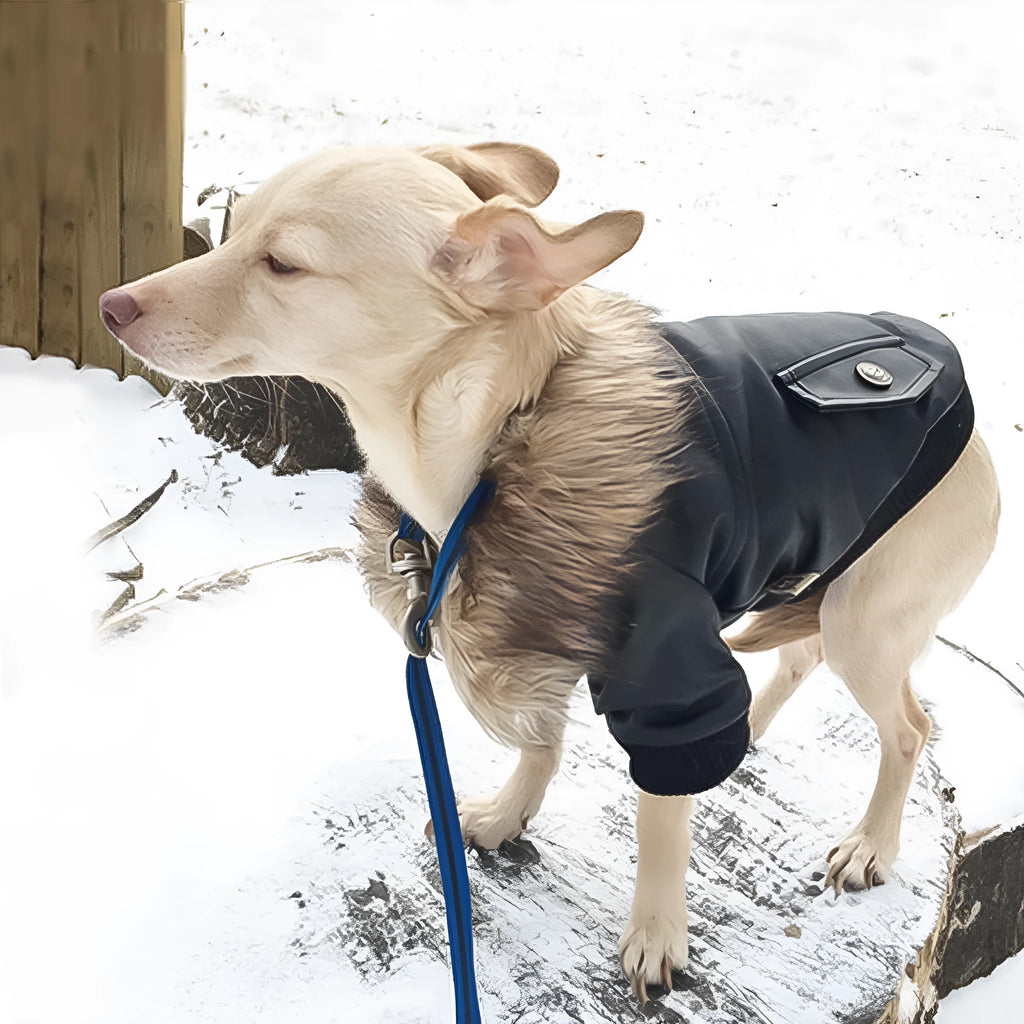 Leather dog coat with fur collar in British style design for autumn and winter
