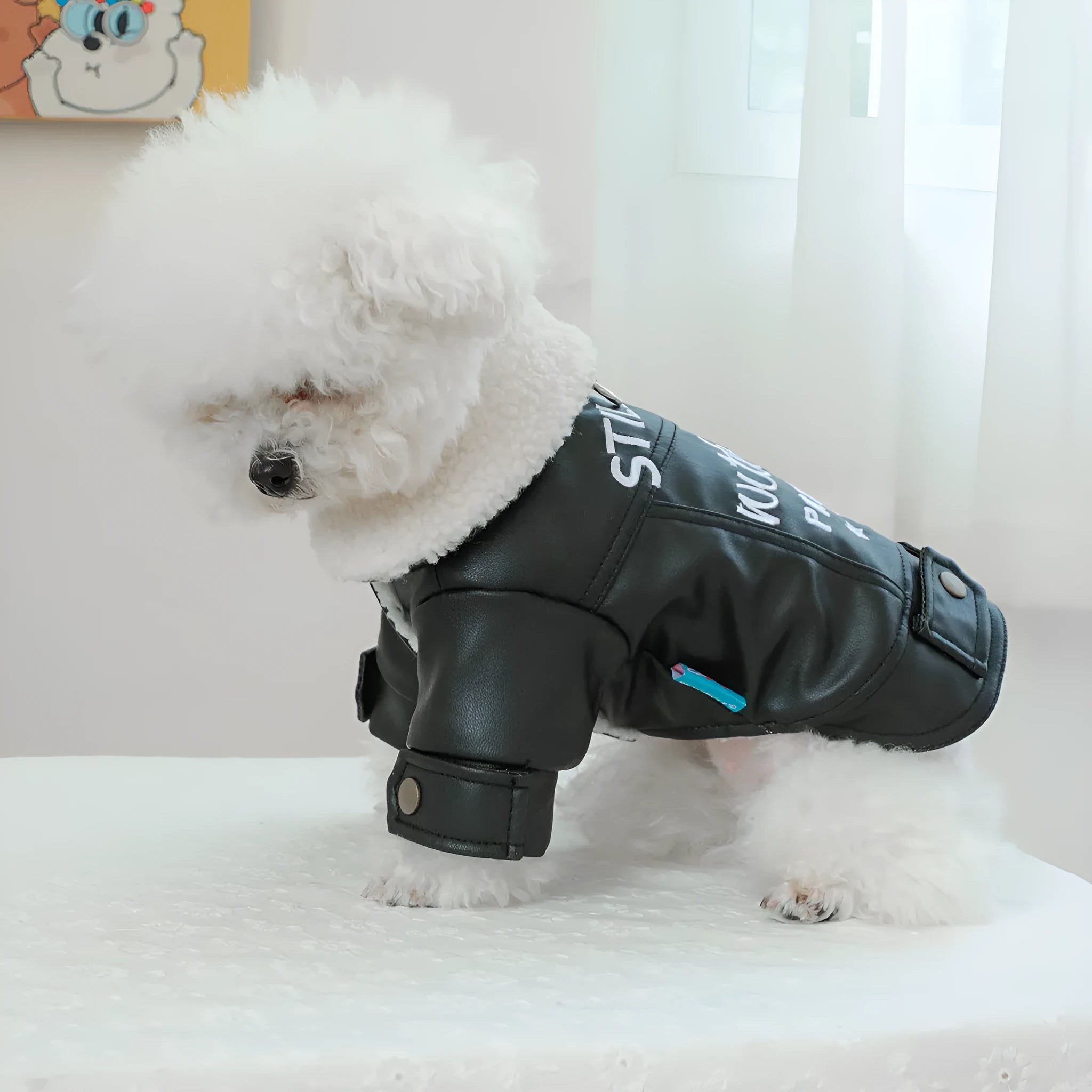 Dog wearing fleece lined padded coat with large fur trim collar in black colour