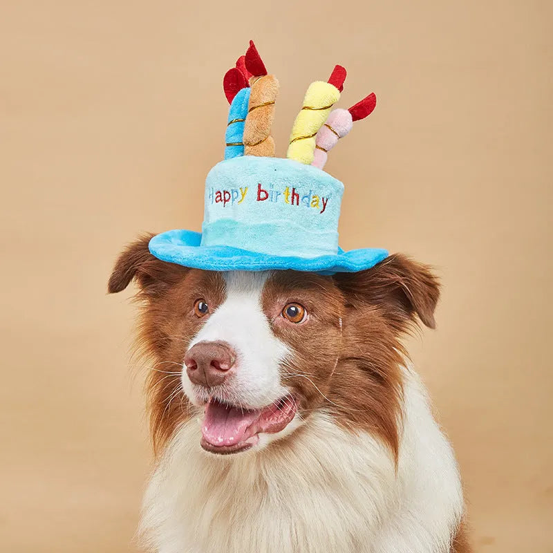 Blue adjustable dog birthday hat on small dog with measurements showing 21cm length 15cm width