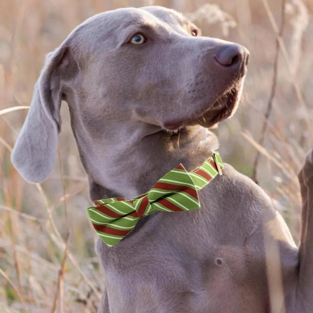 Personalised striped dog collar with anti-lost lettering in candy green colour with bow knot attachment