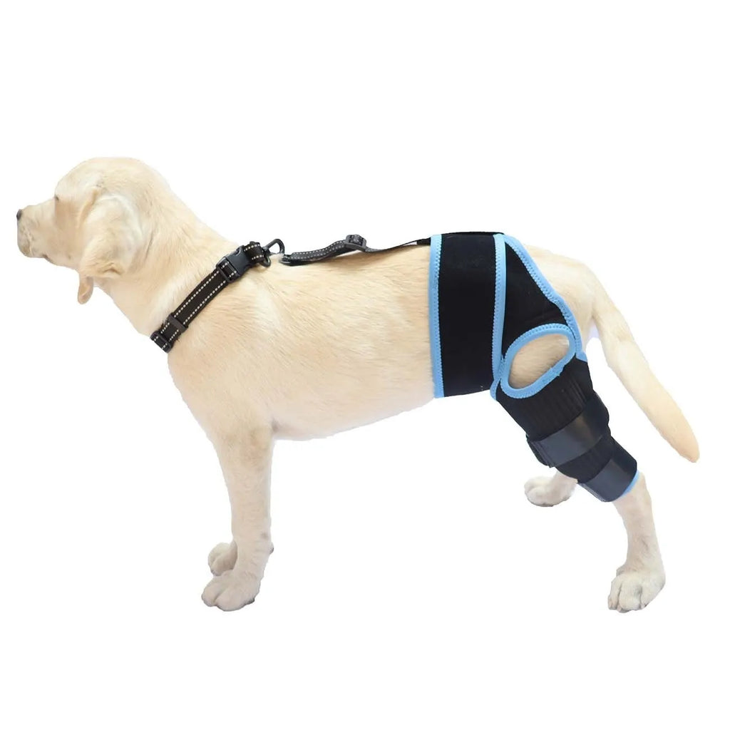A neoprene dog hind leg knee brace assist strap shown in multiple colours including black, blue, and orange.
