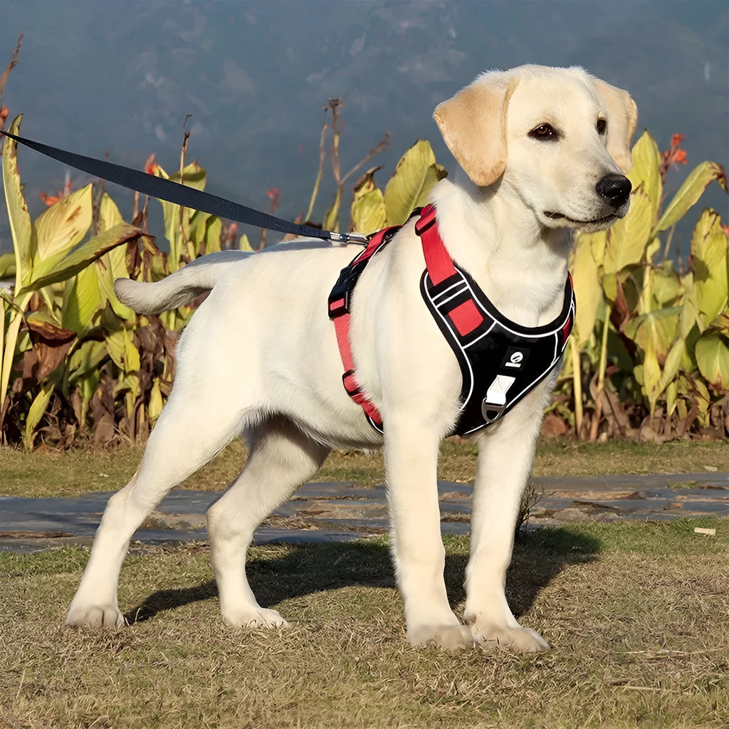 Explosion-proof cloth chest strap vest for medium large dogs in multiple colour options