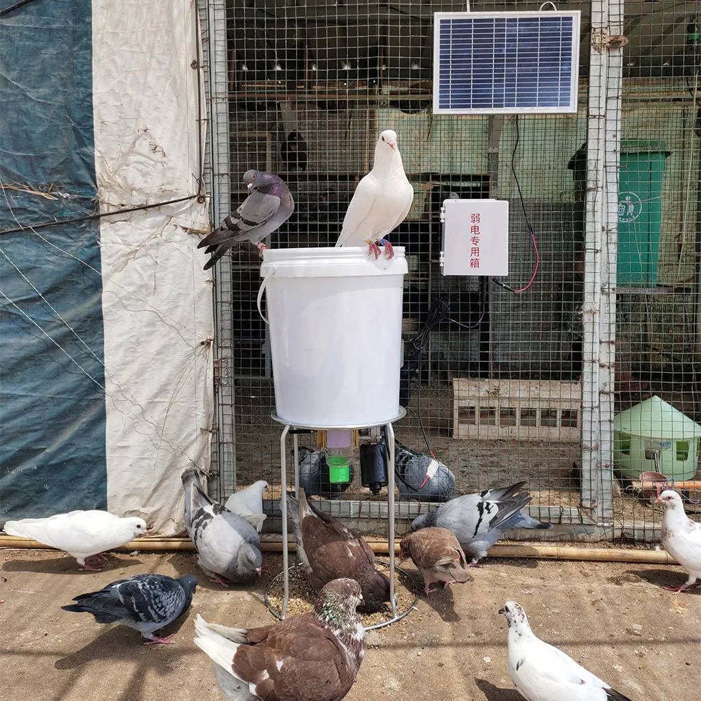 Automatic solar chicken and duck feeding machine with timer display and watertight outdoor housing.