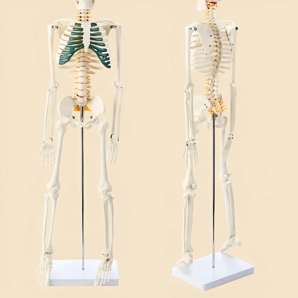 Plastic human skeleton biology teaching model 85cm PVC with muscle markings and intervertebral discs for medical lab use