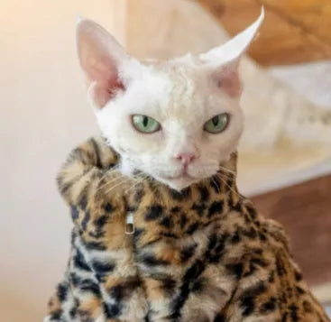 Fluffy leopard print short plush cat coat for hairless cats, sizes M to XL, warm pet apparel.