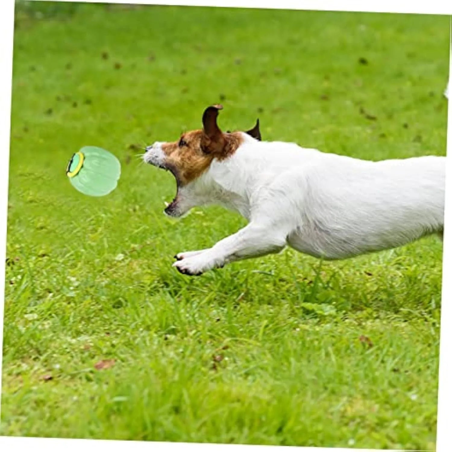Orange plastic pumpkin-shaped dog chew toy with squeaker on a green background