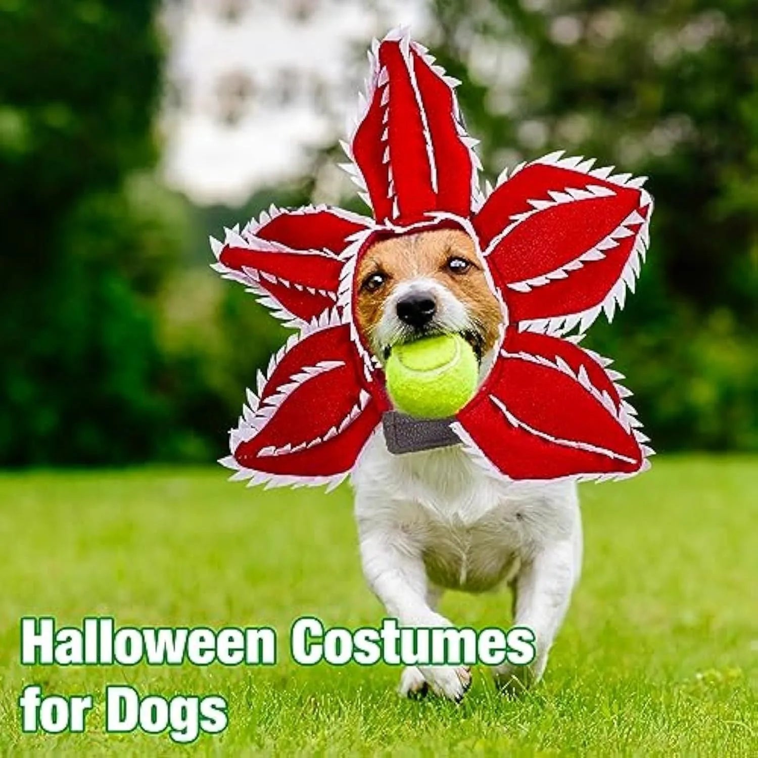Dog wearing Halloween costume with demon hat headband and flower collar