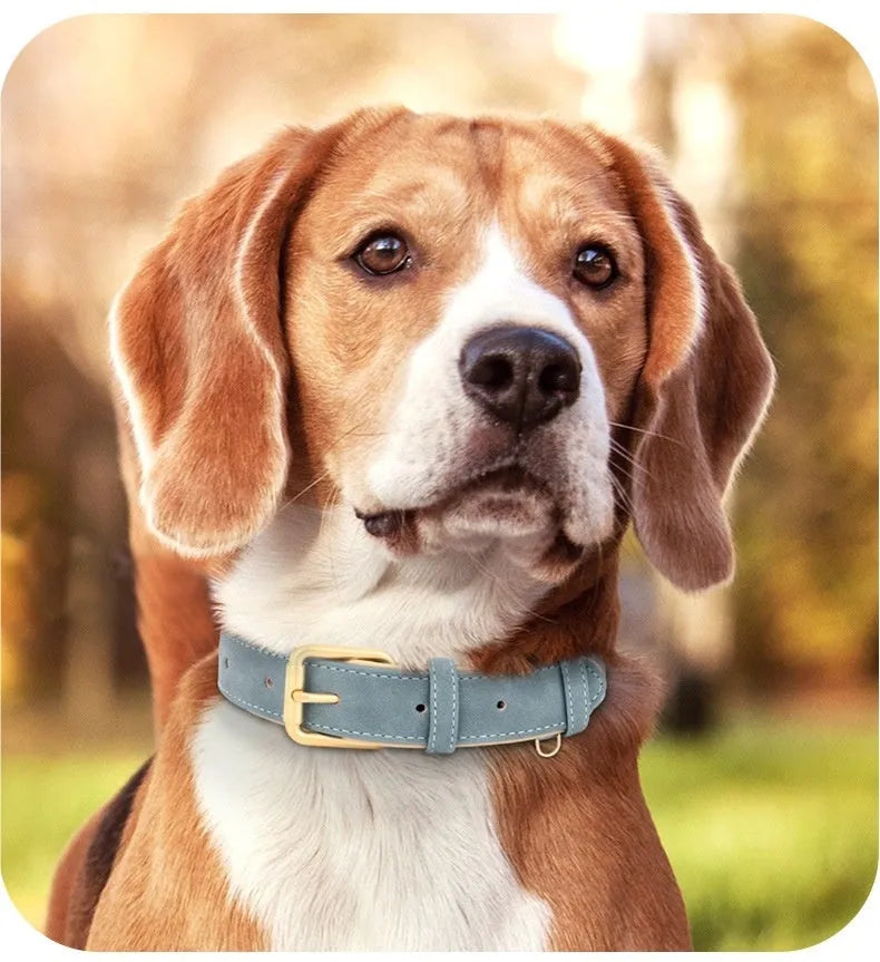 A double-layer leather dog collar and matching traction rope in blue, shown with size tags S, M, L, XL.