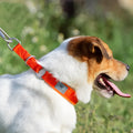 Dog P chain walking collar in nylon webbing with aluminium alloy hardware, available in multiple sizes and colours