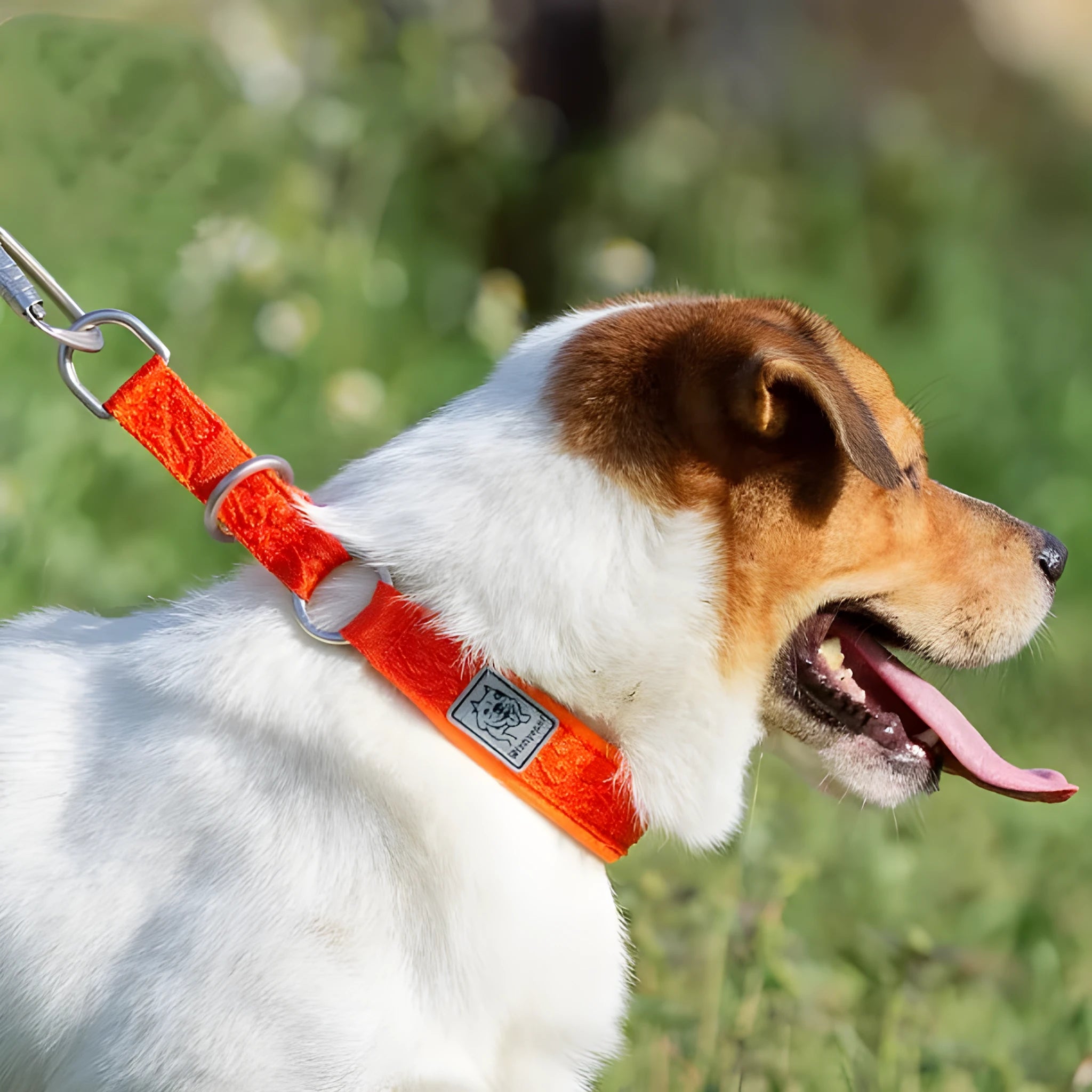 Dog P chain walking collar in nylon webbing with aluminium alloy hardware, available in multiple sizes and colours