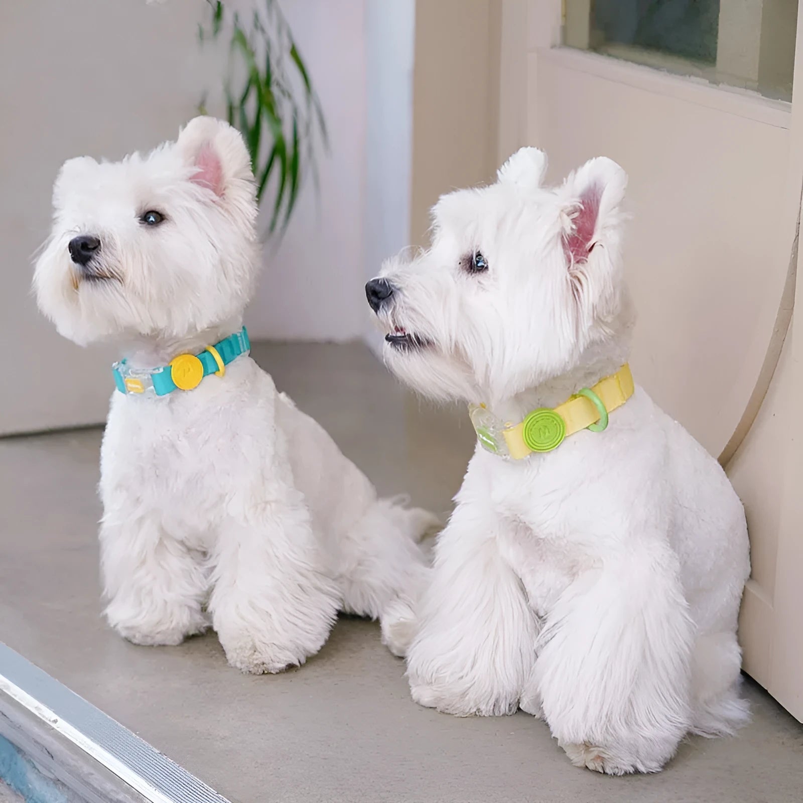 Nylon dog collar and matching hand holding rope in rose pink, lemon yellow, new green, or smoky grey colour options