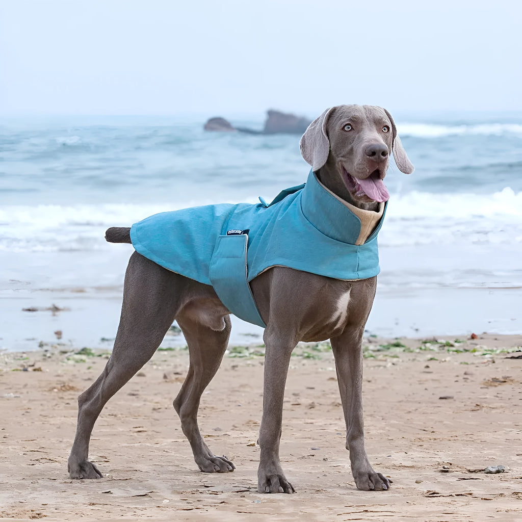 Grey polyester dog vest for medium large breeds on a dog, showing casual style and fit.