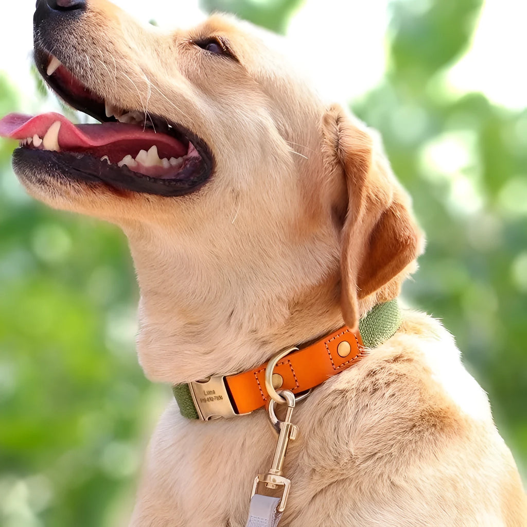 Small dog mohair collar and traction rope set in multiple colour options for XS, S, M breeds