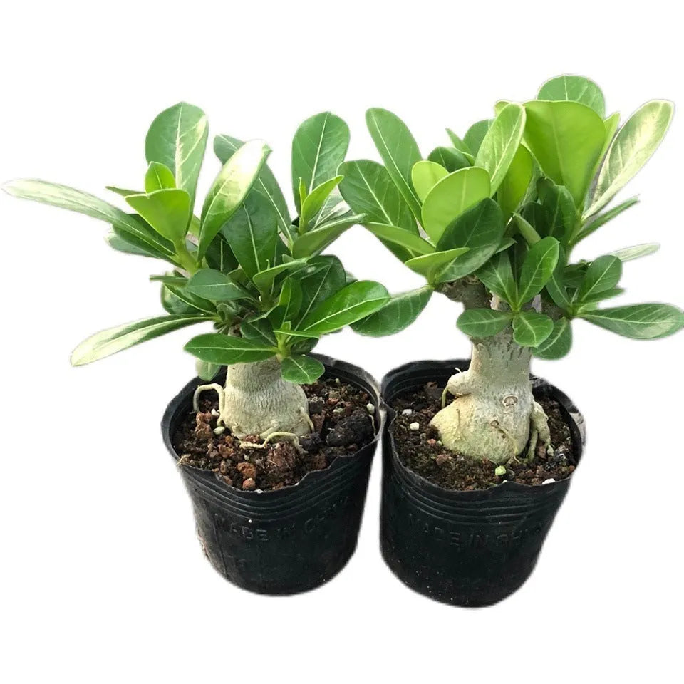 Bare root Desert Rose seedlings showing root system ready for potting