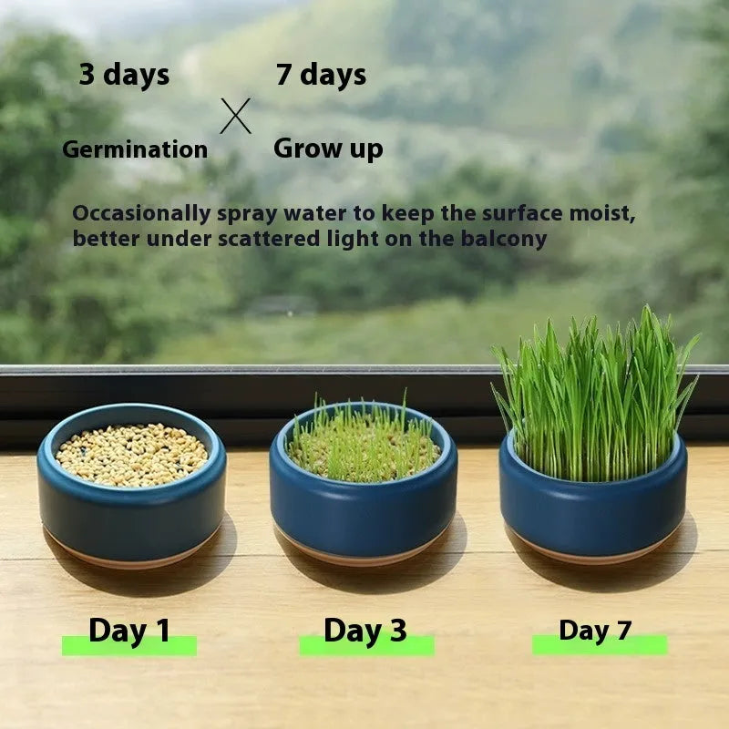 Hydroponic cat grass kit with planting cup and seed packs in blue, green and yellow colour options