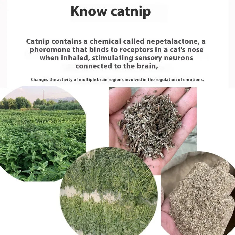 Catnip tea bag 1g non-woven fabric sachet for cats on plain background
