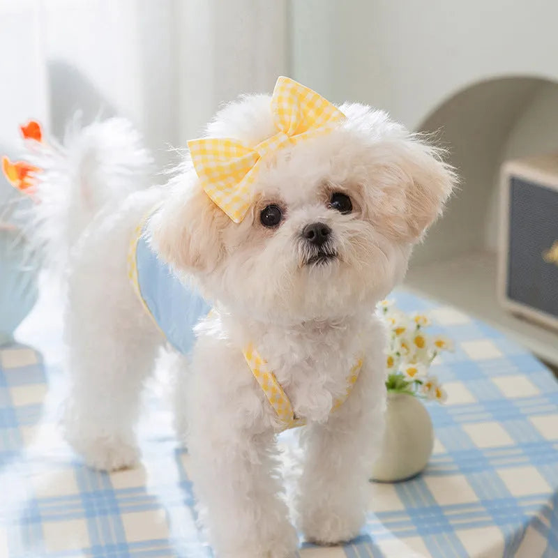 Small dog wearing a blue elastic suspenders vest with a heart-texture bow.